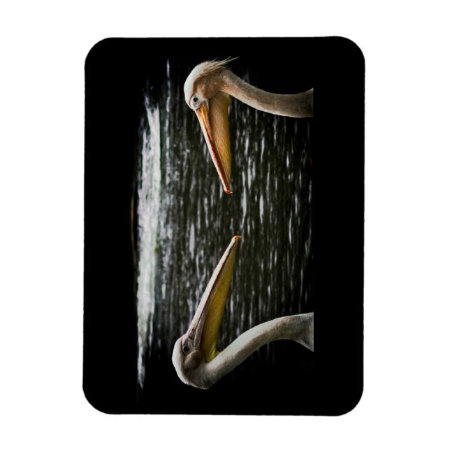 ÍMÃ PELICANS LOVERS MAGNET (Vertical)