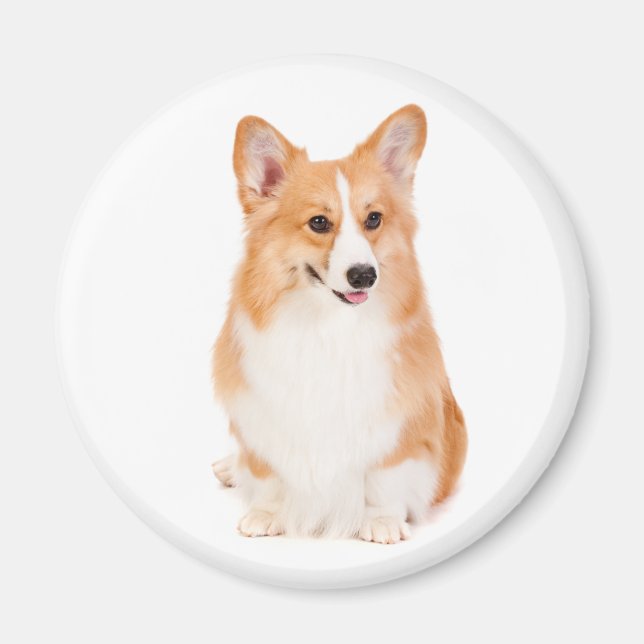 Imã Pembroke Welsh Corgi Magnet #2 (Frente)