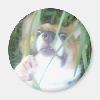 Imã Pembroke Welsh Corgi Puppy