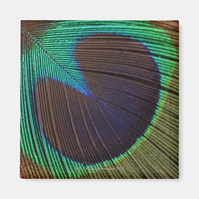Imã Pena de Peacock (Frente)