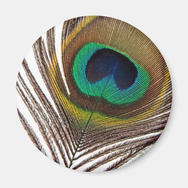 Imã Pena de Peacock (Frente)