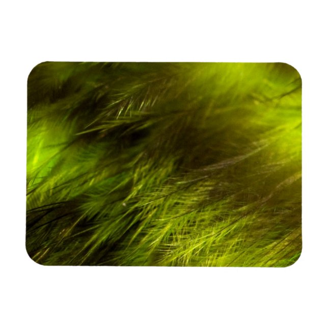 Ímã Penas Amarelas (Horizontal)