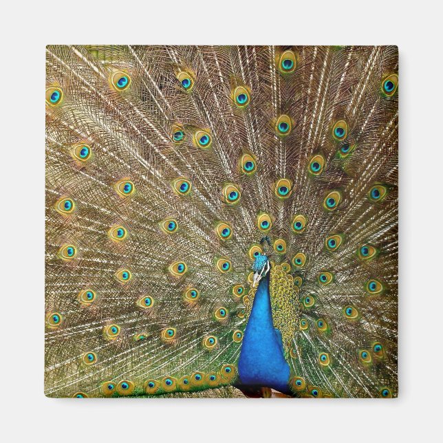 Imã Penas da Cauda Peacock (Frente)