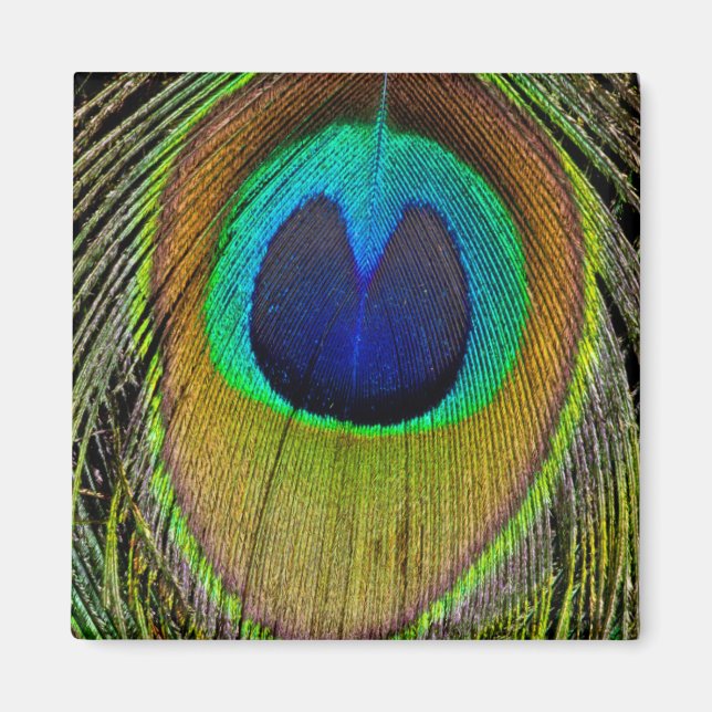 Imã Penas de cauda-pavão-masculina (Frente)