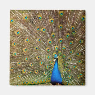 Imã Penas de granizo de Peacock