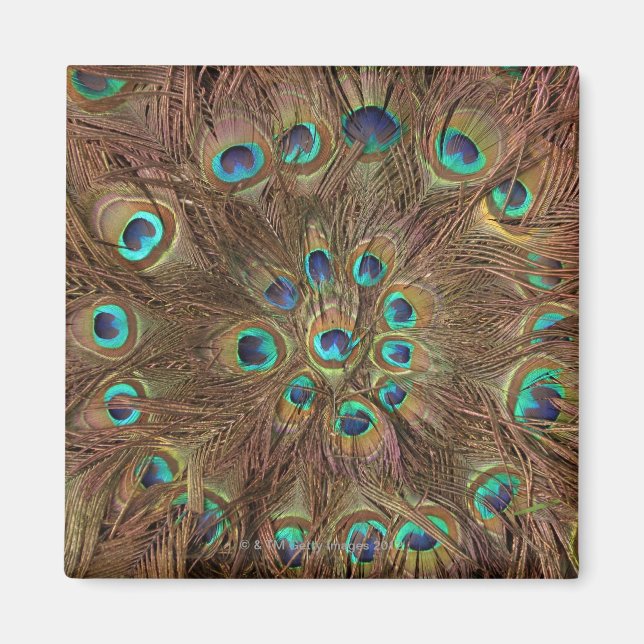 Imã Penas de pavão (Frente)