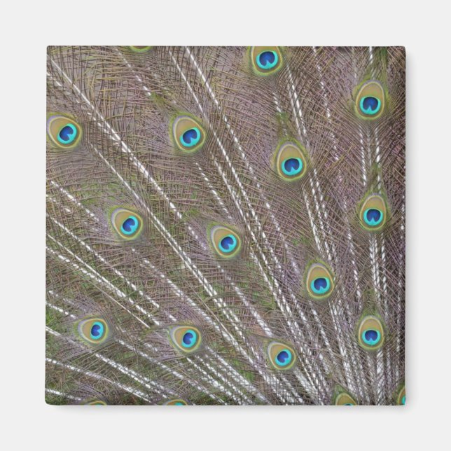 Imã Penas de Peacock (Frente)