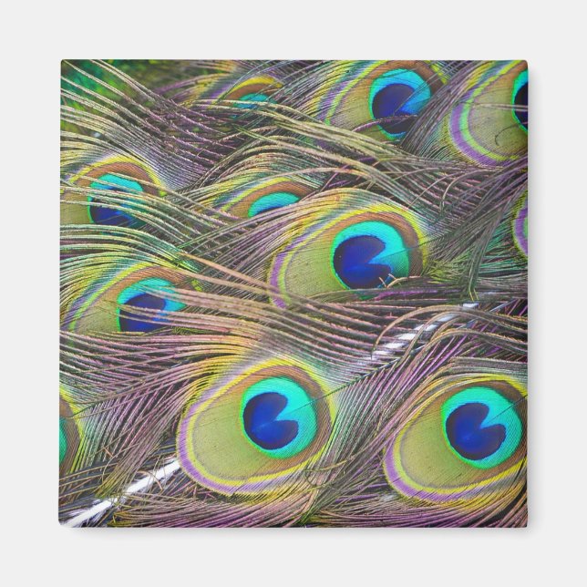 Imã Penas de Peacock (Frente)