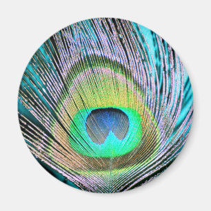 Imã Penas de Peacock em turquesa