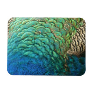 Ímã Penas de Peacock I Abstrato