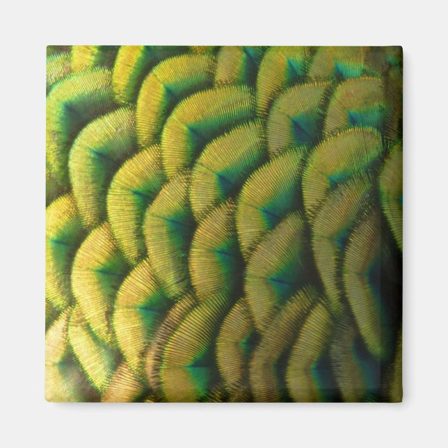 Imã Penas de Peacock II Natureza Colorida (Frente)