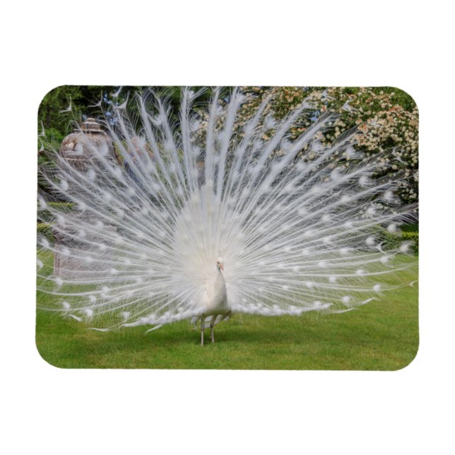 Ímã Penas de Telas de Albino Peacock (Horizontal)