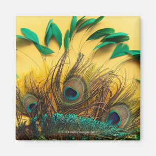 Imã Penas diferentes do pavão