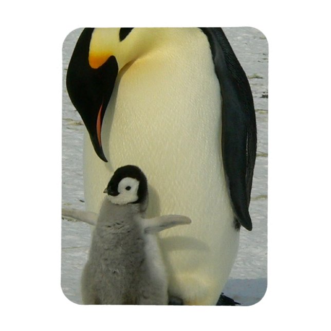Ímã Penguin Looking at Chick (Vertical)