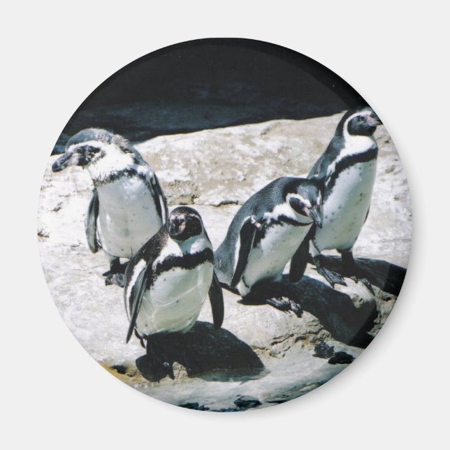 Imã Penguin Magnet (Frente)