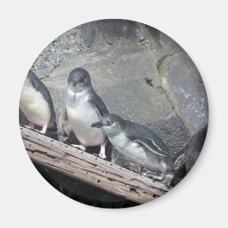 Imã Penguin Perch
