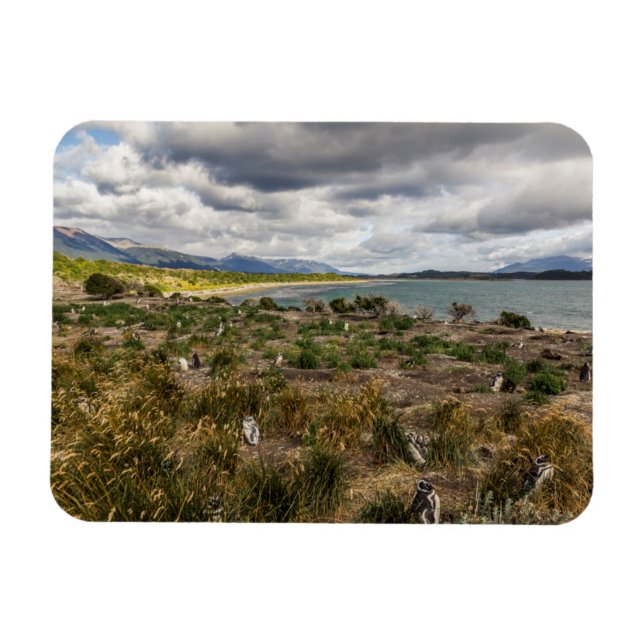 Ímã Penguinera (Horizontal)