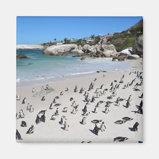 Imã Penguins Boulders Beach | África do Sul (Frente)
