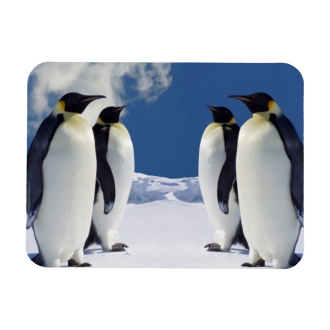Ímã Penguins Magnet (Horizontal)