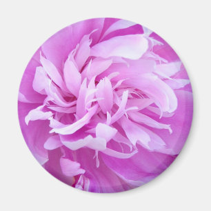 Imã Península Rosa - Magnet