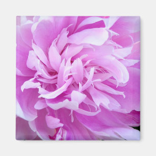 Imã Península Rosa - Magnet