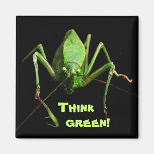 Imã Pense verde de Katydid