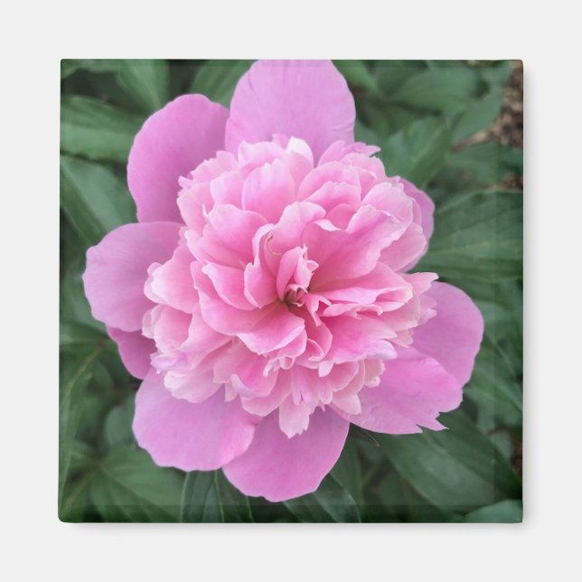 Imã Peônia Rosa (Frente)