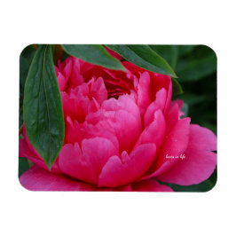 Ímã Peônia Rosa Tímida