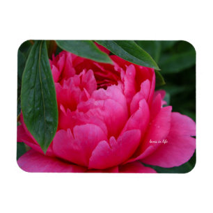 Ímã Peônia Rosa Tímida