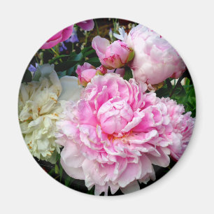 Imã Peônias brancas e cor-de-rosa