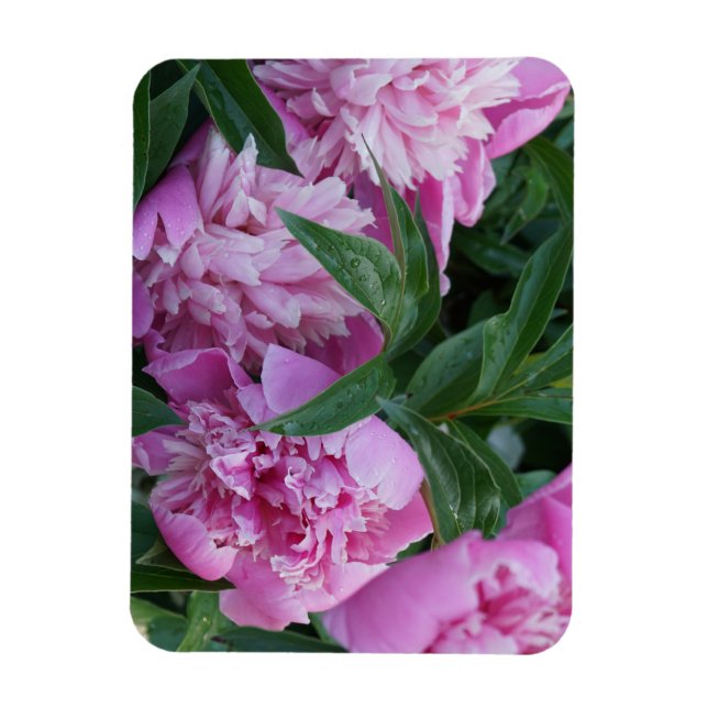 Ímã Peônias Rosa  (Vertical)