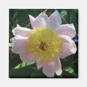 Imã Pêonias Rosa e Amarelas Belo Jardim Floral
