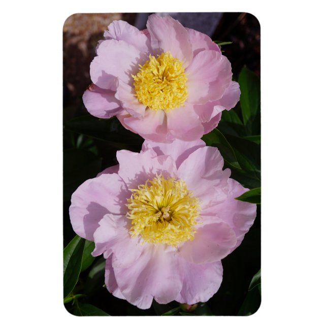 Ímã Peônias Rosas (Vertical)