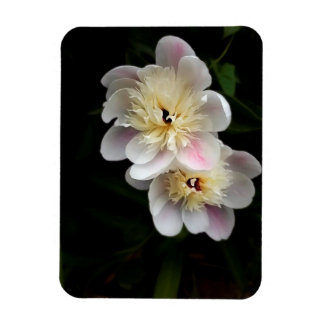 Ímã Peonies Magnet