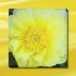 Imã Peony Amarelo