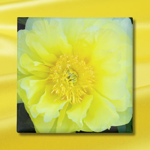 Imã Peony Amarelo