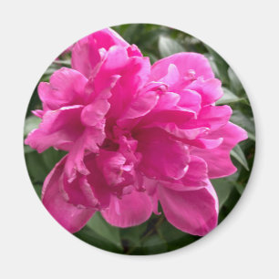 Imã Peony Magnet