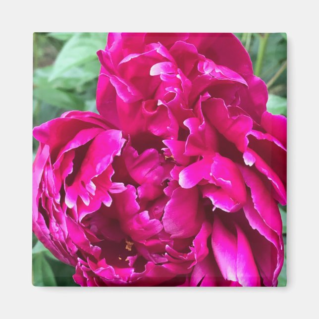 Imã Peony Magnet (Frente)