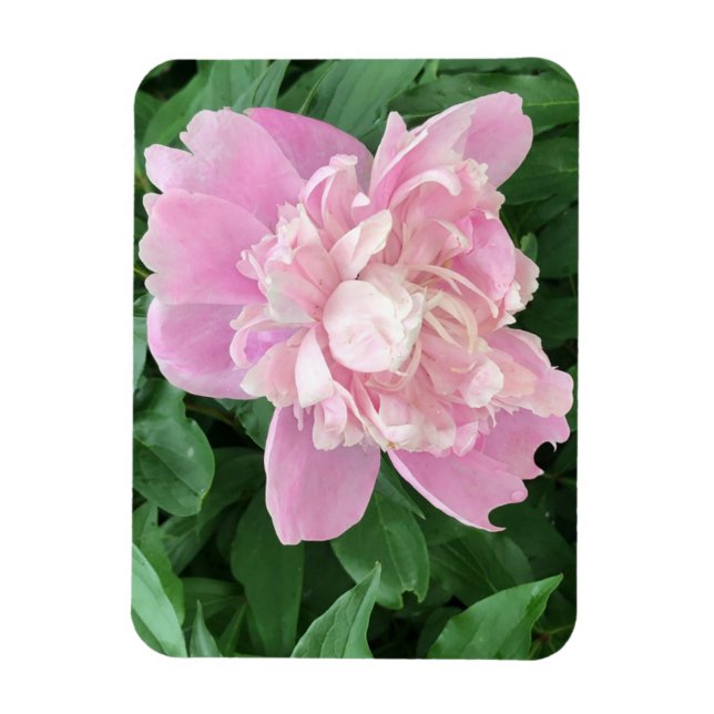 Ímã Peony Photo Magnet (Vertical)