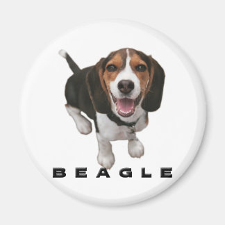 Imã Pequena Beagle