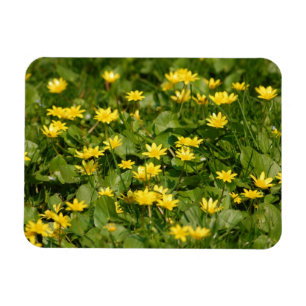 Ímã Pequenas flores amarelas no capim1957 FLORES NATUR