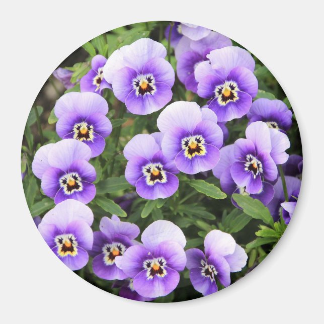 Imã Pequenas Panteras Roxas (Frente)