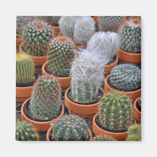 Imã Pequenas plantas de cacto