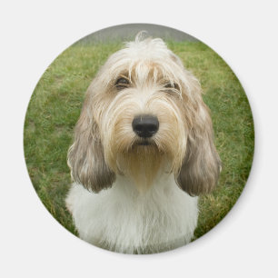 Imã Pequeno Basette Griffon Vendeen
