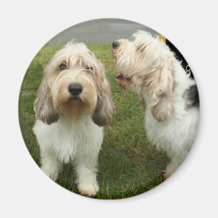 Imã Pequeno Basette Griffon Vendeen