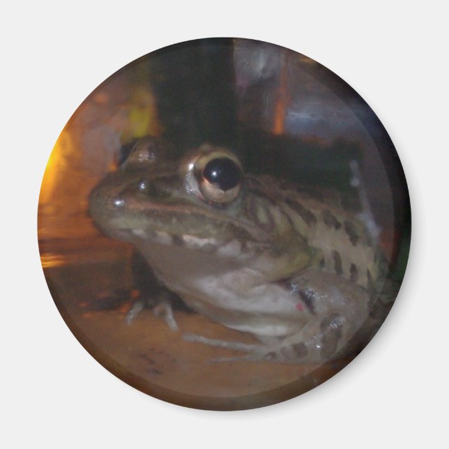 IMÃ PEQUENO BOLLFROG (Frente)