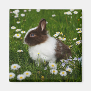 Imã Pequeno Coelho Branco e Marrom em Flores