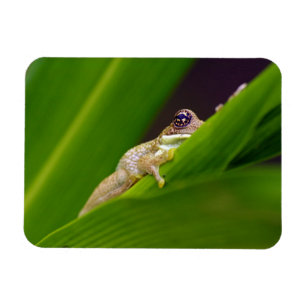 Ímã pequeno do sapo