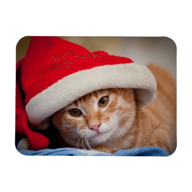 Ímã Pequeno Gatinho no Chapéu Vermelho de Natal (Horizontal)