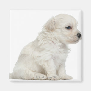 Imã Pequeno leão de chien ou filhote de cachorro